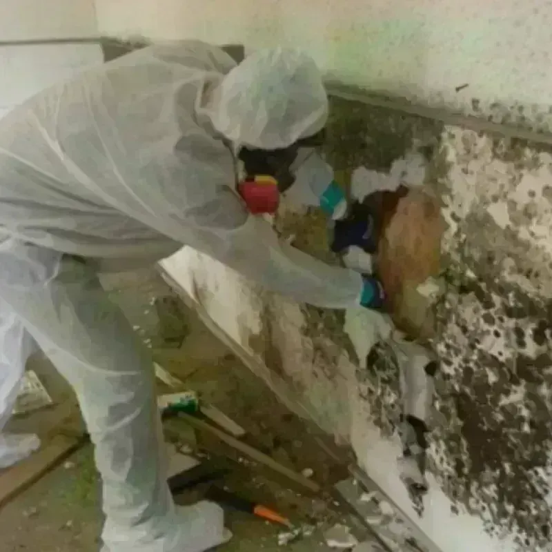 Mold Remediation and Removal in Belfast, ME